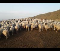 Sheepm meat of lamb