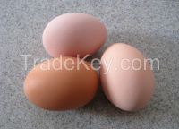 Broiler hatching eggs Cobb 500 and Ross 308 and Chicken table eggs