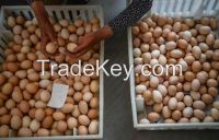 Quality Organic Fresh Chicken Table Eggs & Fertilized Hatching Eggs at affordable prices