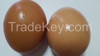 HALAL brown chilcken egg regular size