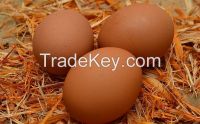 Quality Fresh Table Eggs Brown And White