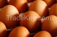Premium Quality Table HALAL Fresh Table Egg Chicken Eggs