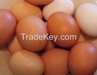 Premium Quality Table HALAL Chicken Eggs