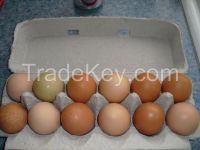 Table Eggs/Fresh Chicken Hatching EGGS at good prices New!!!
