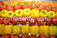 red bell Peper, Ajies morron yellow, green pepper