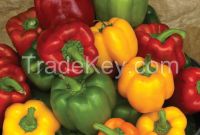 Natural RED CHILLY Peper, Ajies morron yellow, red, green pepper