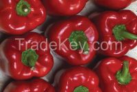 Fresh everyday value peppers, Ajies morron yellow, red, green pepper