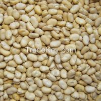 peeled dry broad bean new crop