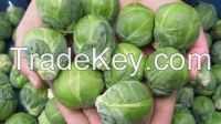 Fresh Brussels sprout/Brassica oleracea var. gemmifera