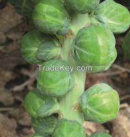 Brussels sprout/Brassica oleracea var. gemmifera