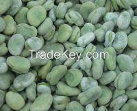 quality frozen baby broad beans new crop