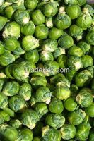 Fresh Brussels sprout/Top quality very cheap price