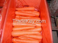 Fresh Carrot Sufficient quantity, high quality, best price 