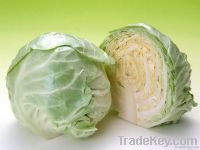 cabbage