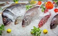 Tilapia Fish Fresh Sardine Fish  Frozen Skipjack Tuna Fish Fresh and Frozen Horse Mackerel Fish, Herring Fish , Dry Stockfish