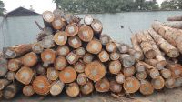 EUCALYPTUS LOGS