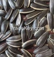 Hybrid Sunflower Seeds