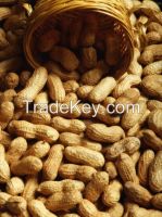 Ground Nut