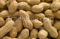 peanuts in shell