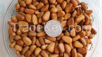 pine nut in shell