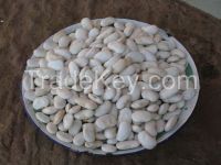 White Kidney Beans