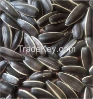 Sunflower Seed