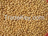 soybean