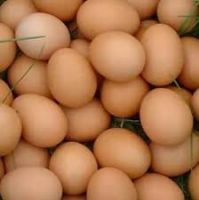 Best Quality Organic Fresh Chicken Table Eggs & Fertilized Hatching Eggs At Affordable Prices