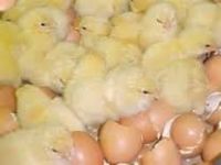 Fresh Brown/White Chicken Eggs