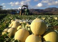 https://www.tradekey.com/product_view/Cantaloupe-Melon-Watermelon-Onion-Tomatoes-And-More-Fruits-And-Vegetables-8359181.html