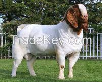 High Quality Live Boer Goats