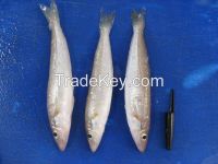 Frozen Blue whiting Fish