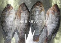 Top quality frozen Tilapia fish of frozen fish