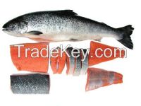 Best price Salmon fish for sales