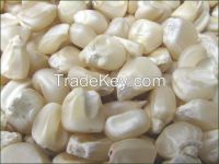 White Corn / Maize For Sale Good Price