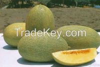 Fresh Hami Melons class 1 Spanspek