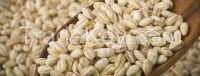 High Quality Pearl Barley / Hulled Barley / Barley Malt