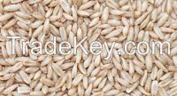 High Qualiy Oats for sale at good prices