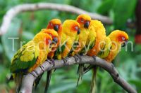 Live Parrots and Fertile Hatching parrot Eggs for sale