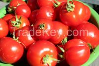 FRESH FARM TOMATOES FROM SOUTH AFRICA