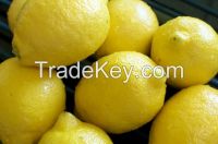 Fresh Lemon Eureka Lemon