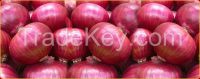 FRESH RED ONIONS