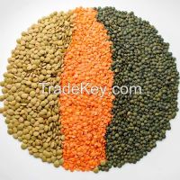 Green and Red Lentils