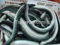 FROZEN EEL FISH for sell