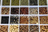 We Supply Different Types of Seeds in Best Quality