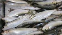 Frozen Sardine Fish, Good and Best Price