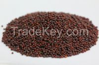 Organic Mustard Seeds RED AND YELLOW MUSTARD SEEDS