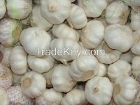 New Crop Normal White Garlic