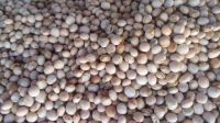 PIGEON PEAS