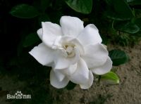 https://es.tradekey.com/product_view/Gardenia-Jasminoides-8560462.html